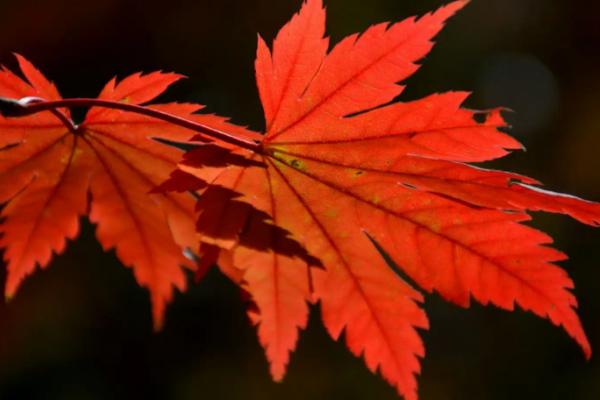 秋天代表性的动植物有哪些，有大雁、松鼠、菊花等