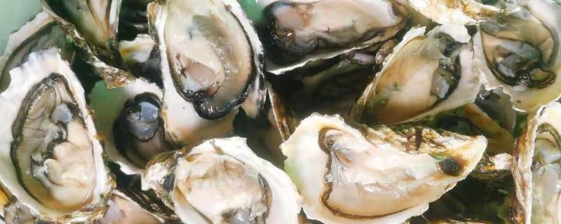 生蚝开壳清洗的方法，先用麻油浸泡