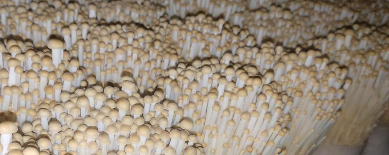 怎么提高金针菇的产量和质量，菌丝长满袋后不要急于出菇
