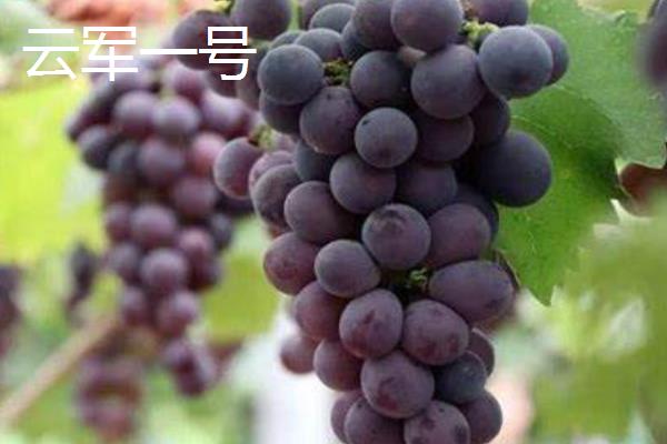 葡萄品种介绍，常见的有甜蜜蓝宝石、云军一号等