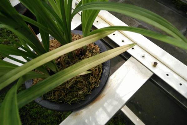 怎么养殖建兰，生长季节每隔20天追施一次肥液
