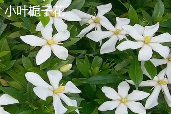 栀子花晒干泡茶的方法，一般是使用烤箱或文火烘干