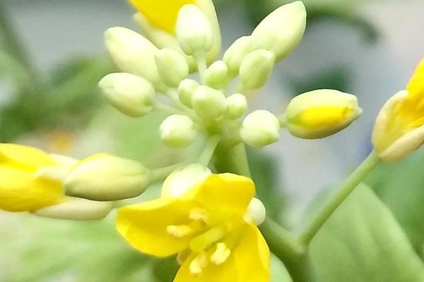 怎么种白菜花，适合在每年秋季栽种