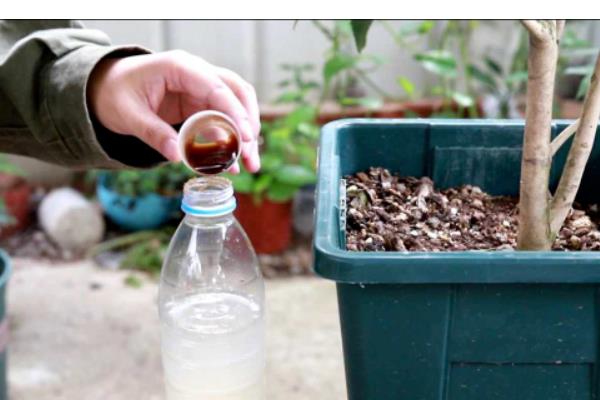 金银花的种植方法，喜欢在温暖的环境中生长