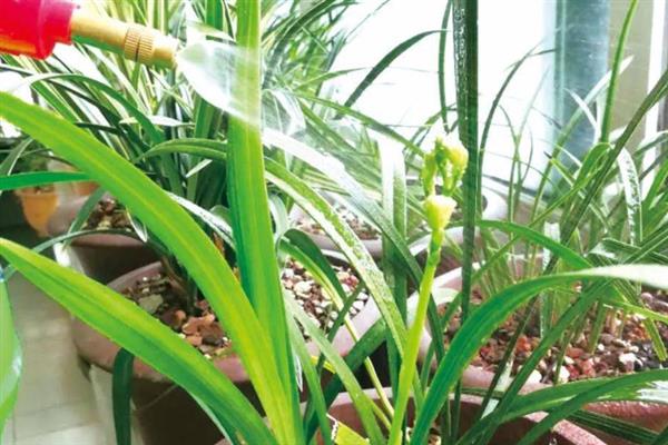 怎么养殖建兰，生长季节每隔20天追施一次肥液
