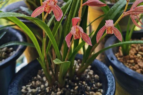 怎么养殖建兰，生长季节每隔20天追施一次肥液