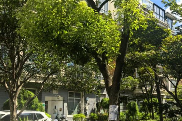 防止进入苗木修剪误区的方法，可根据实际情况减少疏除或短截枝条