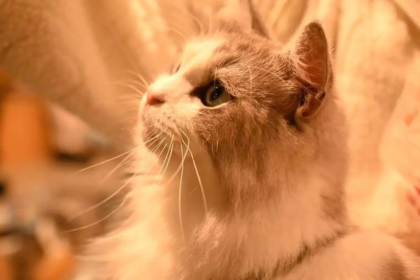 猫咪一直拉肚子的原因，肠道菌群不平衡、肉类蛋白过敏是主因