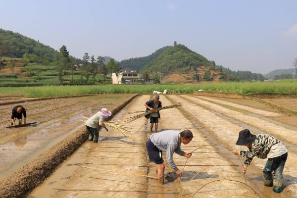 杂交水稻的播种方法，播种前需浸种12-18小时