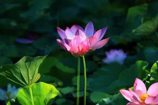 草本植物是什么，属于木质部不发达、支持力弱、木质化细胞少的植物的总称