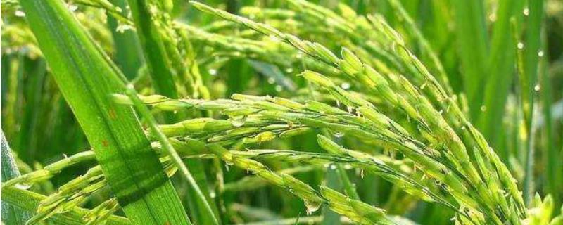 两优1259水稻品种简介，全生育期150天