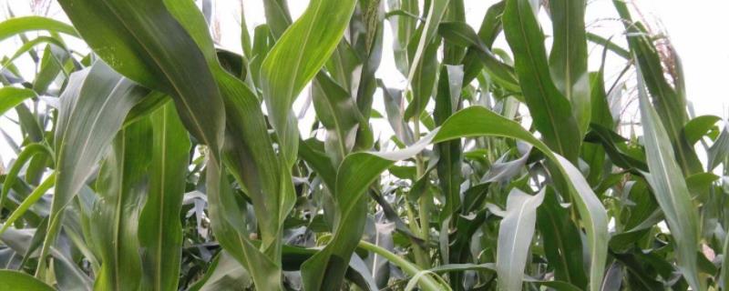 兴单6号玉米品种简介，生育期141天