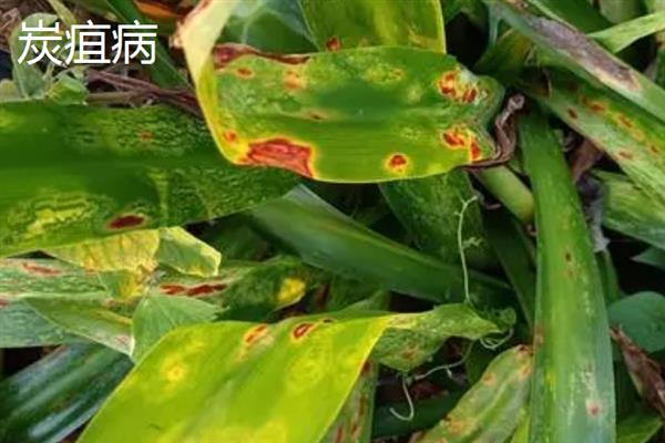 如何防治水鬼蕉的病害，发生叶斑病可喷施多菌灵