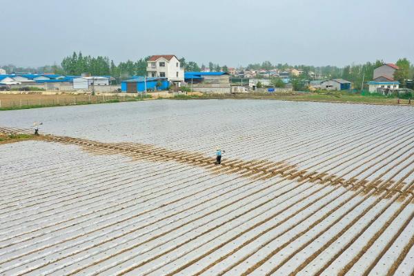 露地播种春花生的时间，不同地区的播种时间不同
