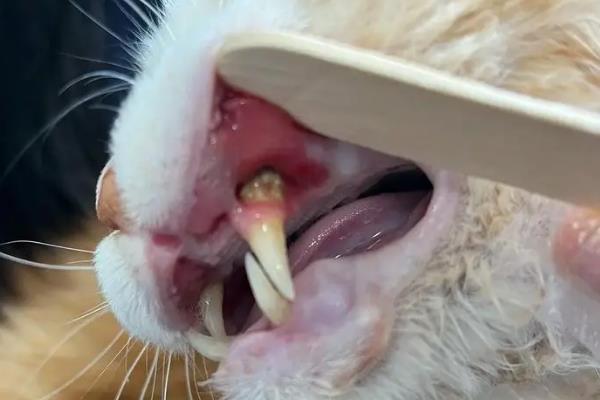 猫口炎是什么，是一种炎症