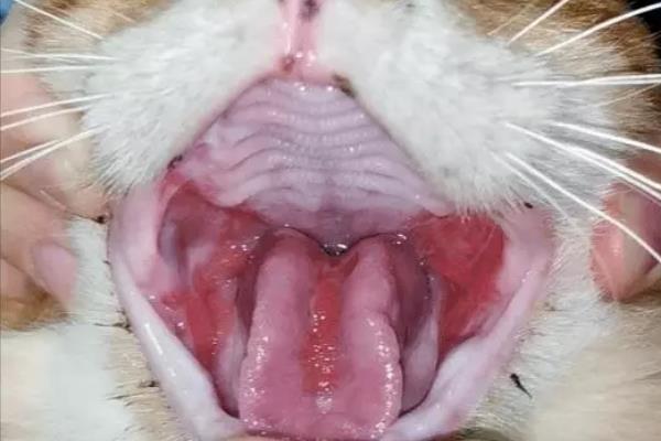 猫口炎是什么，是一种炎症