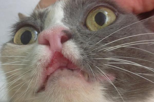 猫口炎是什么，是一种炎症
