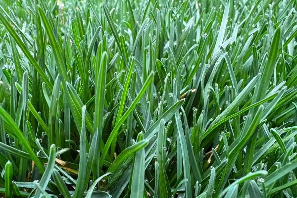 春季茶园管理办法，受冻茶园必须进行修剪