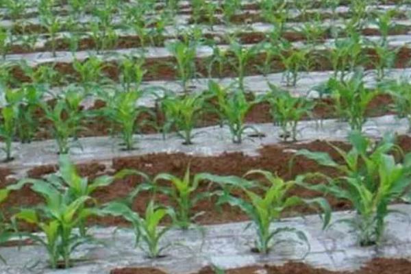 糯玉米的种植时间，春茬在2月底或3上旬播种、秋茬在7月下旬播种