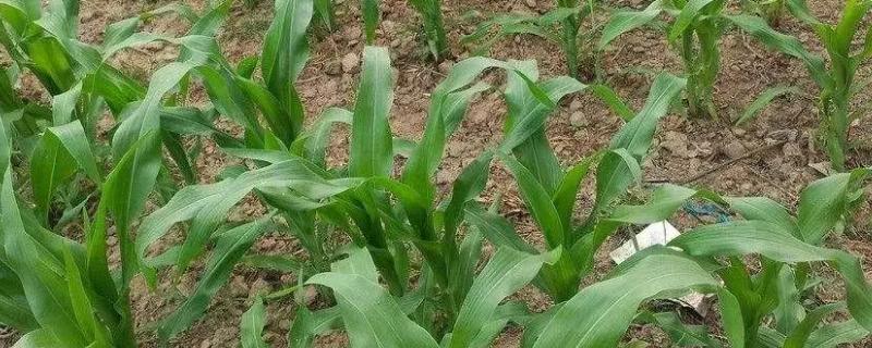 C6361玉米种子简介，出苗至成熟128.2天