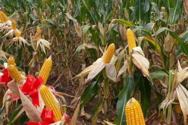 C6361玉米种子简介，出苗至成熟128.2天