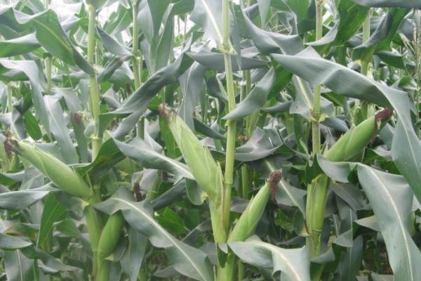 丰泽963玉米种子特征特性，适宜播种期4月下旬～5月上旬