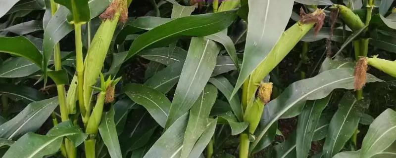 烁秋197玉米种子特征特性，密度4500～5000株/亩