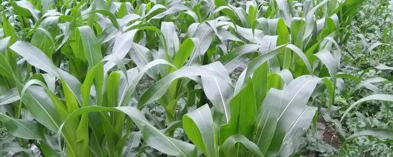 怡耀1369玉米种子简介，密度4000株/亩左右