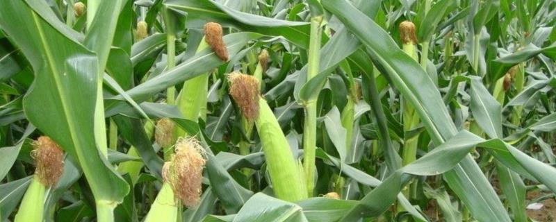 万峰1908玉米种子特征特性，中抗茎腐病