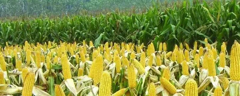 中邦铁成玉米品种的特性，中抗茎腐病