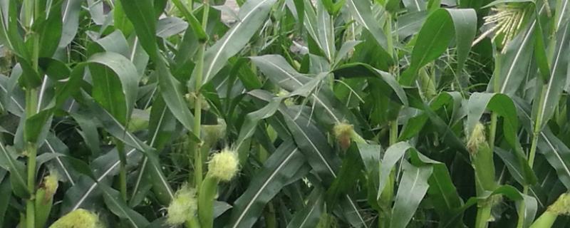米糯629玉米种子介绍，在适应区5月5日左右播种
