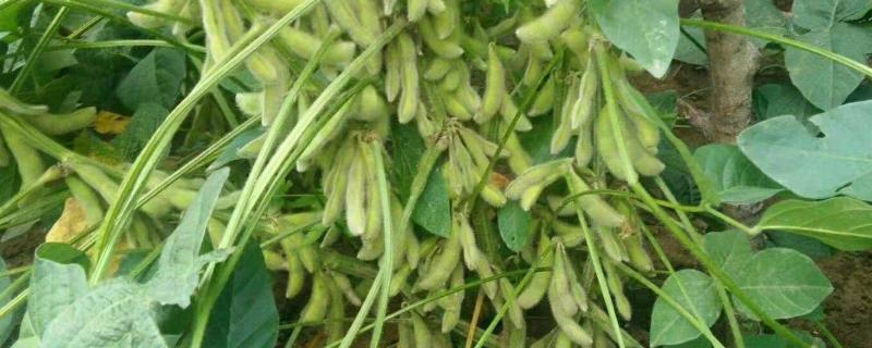 通农60大豆品种的特性，8月中旬及时防治大豆食心虫