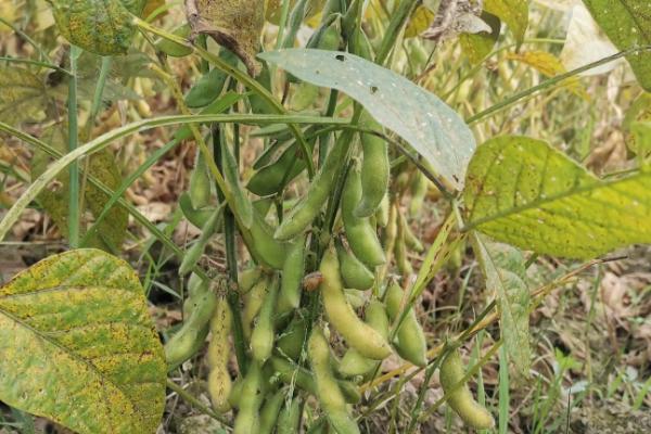 通农60大豆品种的特性，8月中旬及时防治大豆食心虫