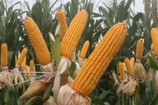 双悦5号玉米种子特征特性，种植密度不宜过大