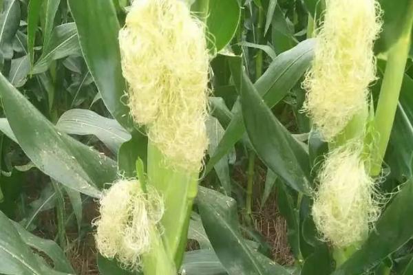 双悦5号玉米种子特征特性，种植密度不宜过大