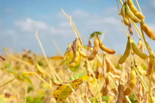 齐农38大豆种子特点，该品种亚有限结荚习性
