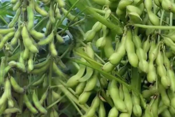 龙垦3009大豆种子简介，该品种亚有限结荚习性