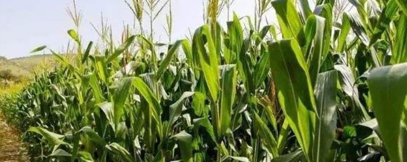 淮河22玉米种子介绍，普通夏玉米品种