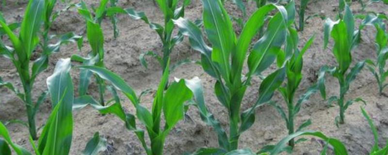 追丰2607玉米种子特征特性，全生育期98天左右