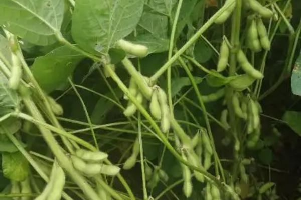 沃豆20大豆种子特点，普通品种
