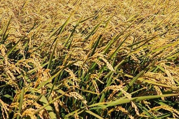 宓乡优臻占水稻种子特点，每亩有效穗数16.7万