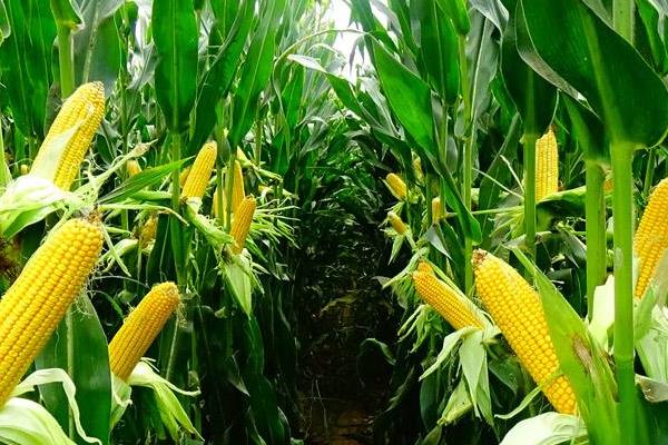 泰育326玉米种子特点，夏播生育期104天