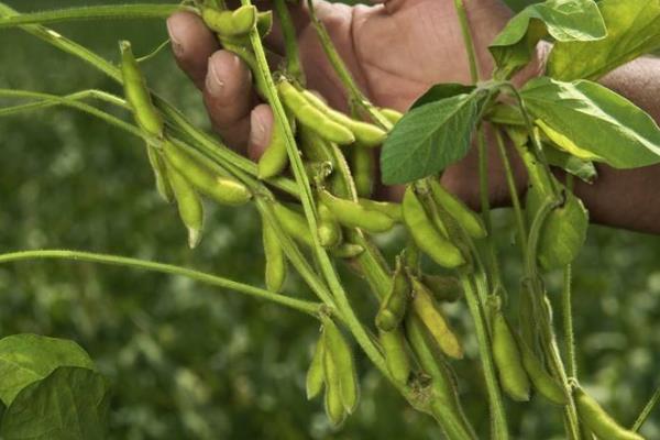 华豆18大豆品种的特性，适宜播期为6月上中旬