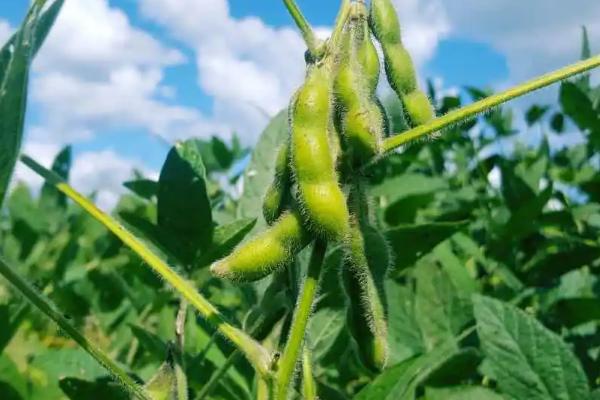 华豆18大豆品种的特性，适宜播期为6月上中旬