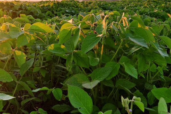 华豆18大豆品种的特性，适宜播期为6月上中旬