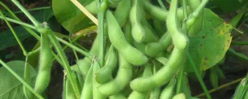 农圣1号大豆种子介绍，适宜播期为6月上中旬