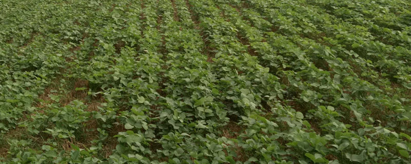 华豆18大豆品种的特性，适宜播期为6月上中旬
