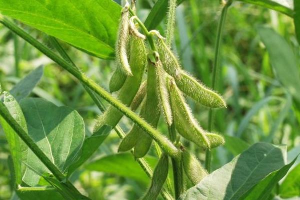 合研56大豆品种简介，适宜播期为6月上中旬