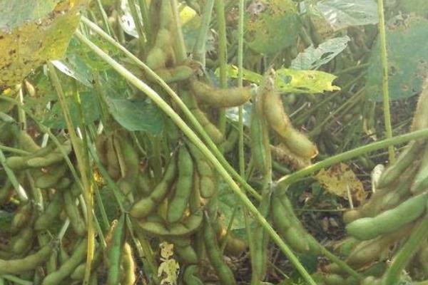 农圣1号大豆种子介绍，适宜播期为6月上中旬