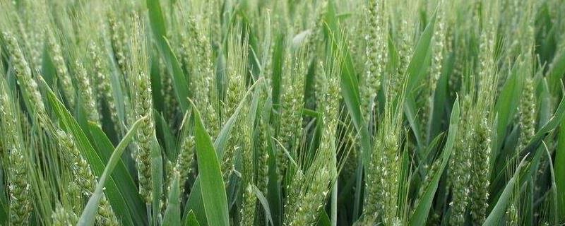 轮选20小麦种子特征特性，每亩适宜基本苗16～18万